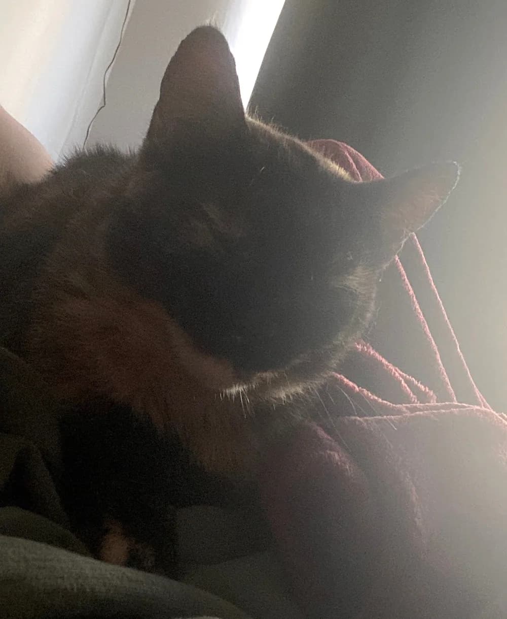 A cat dozing contentedly on a lap in soft window light.