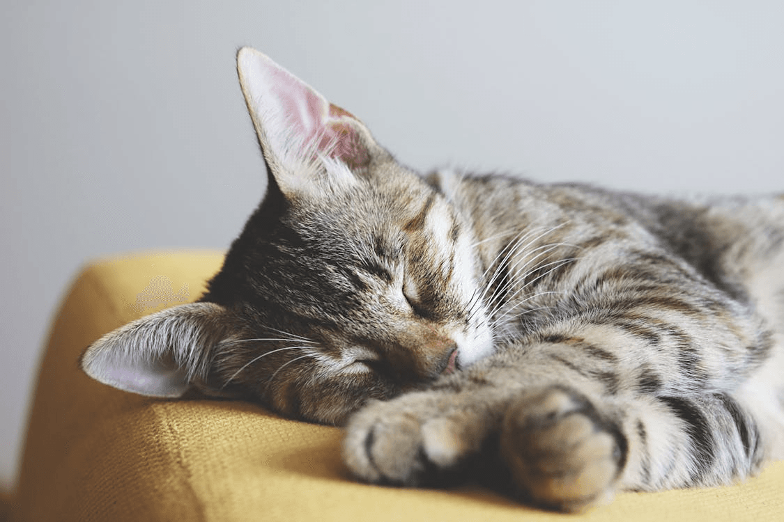 A relaxed tabby cat sleeping on a yellow chair.