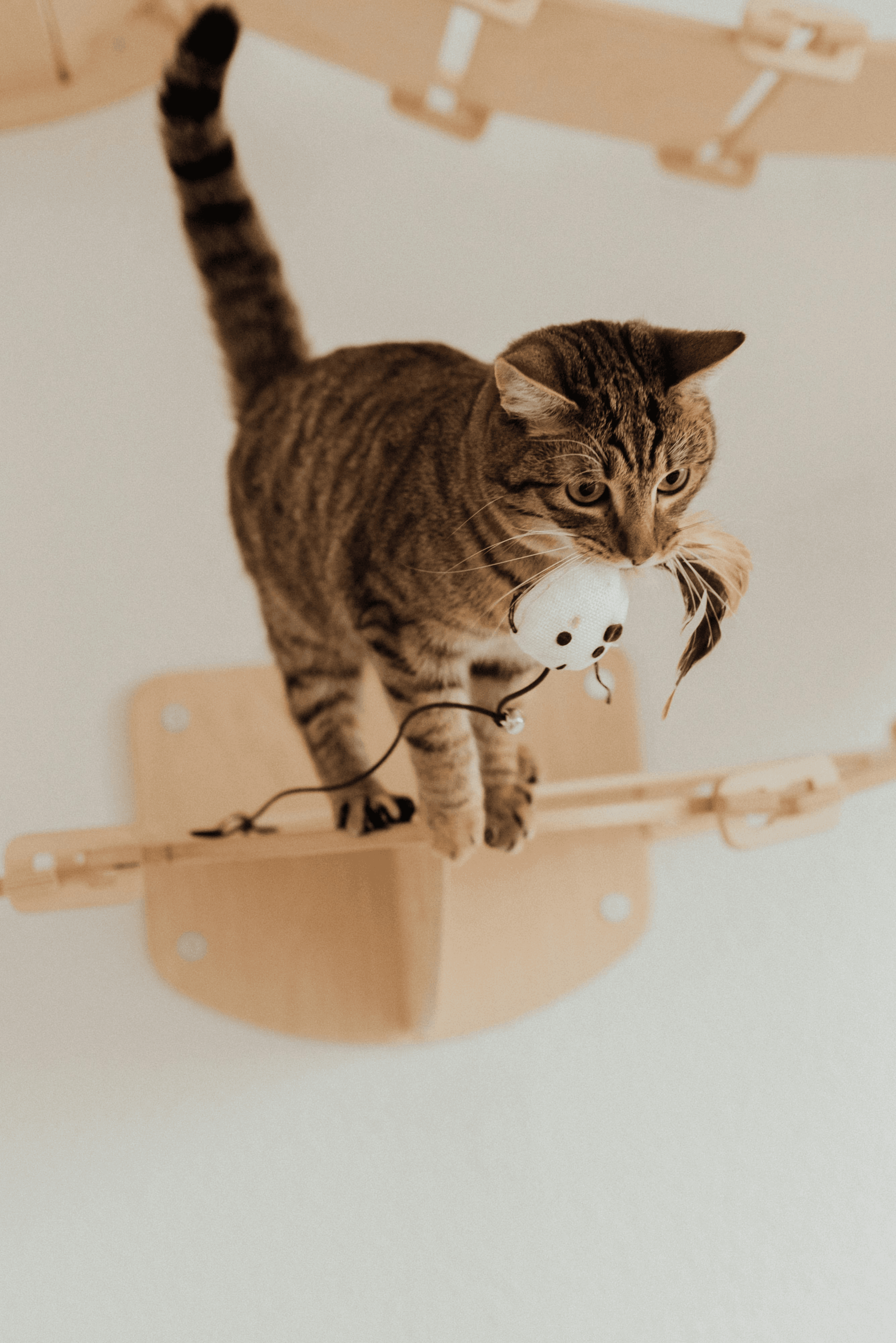 A tabby cat carrying a plush toy while walking on a wall-mounted shelf.