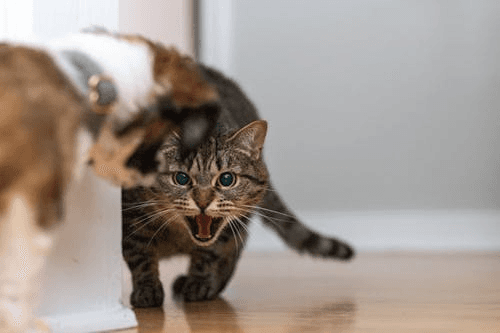 A tabby kitten facing a dog in a bright home hallway.