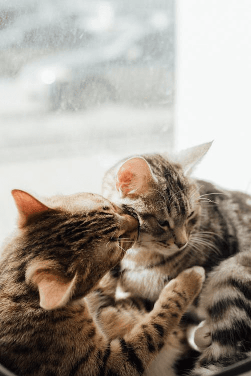 Two cats touching noses in front of a bright window.