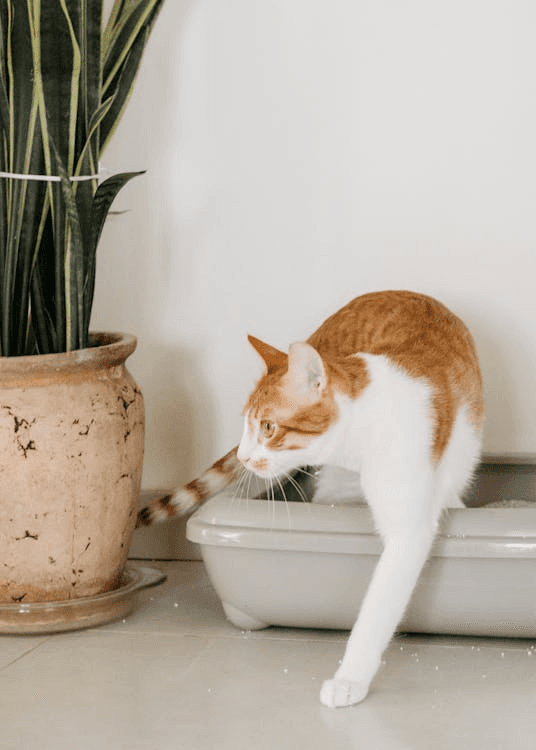An orange-and-white cat stepping out of a litter box beside a tall plant.