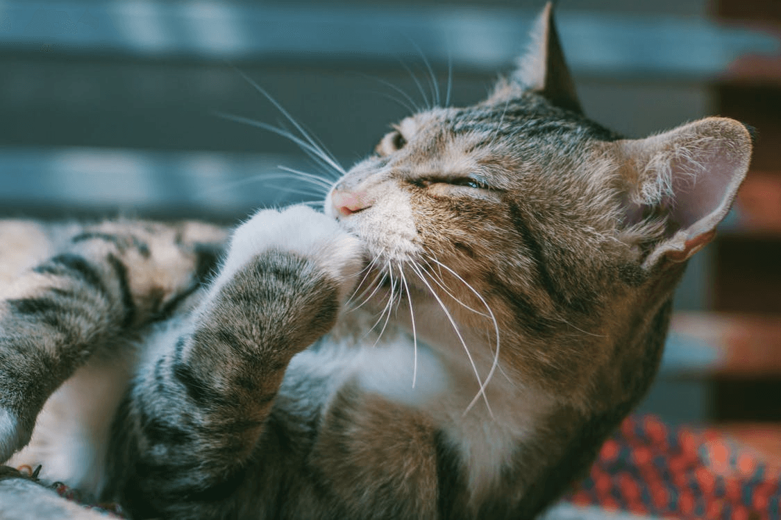 A tabby cat licking its paw while resting.