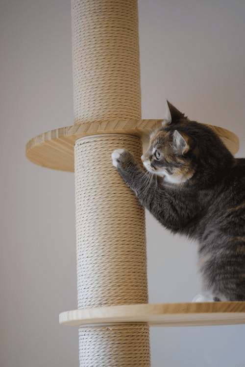 A grey tabby scratching a tall sisal cat tree post.