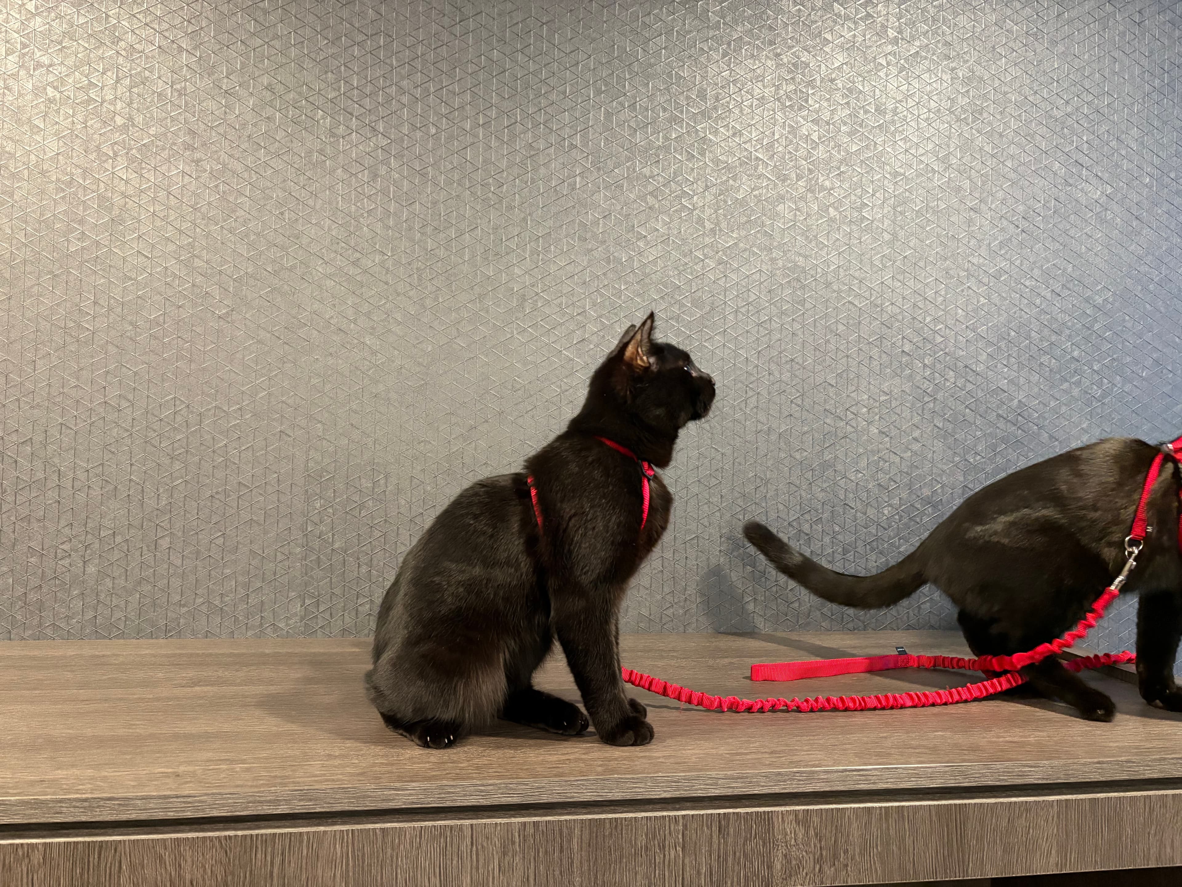 Two cats facing each other while attached to opposite ends of a red leash.