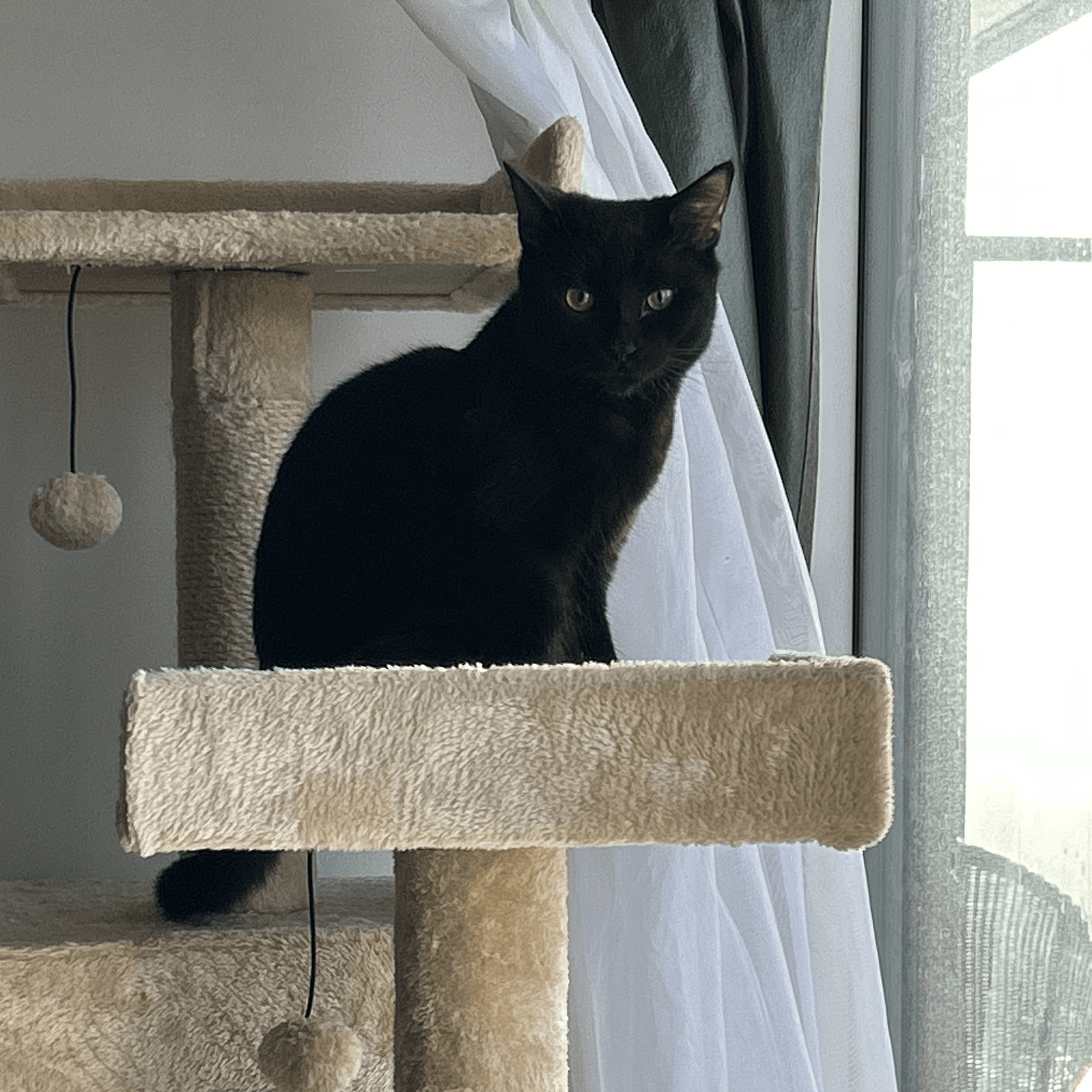 A black cat standing on a beige cat tree beside a window.
