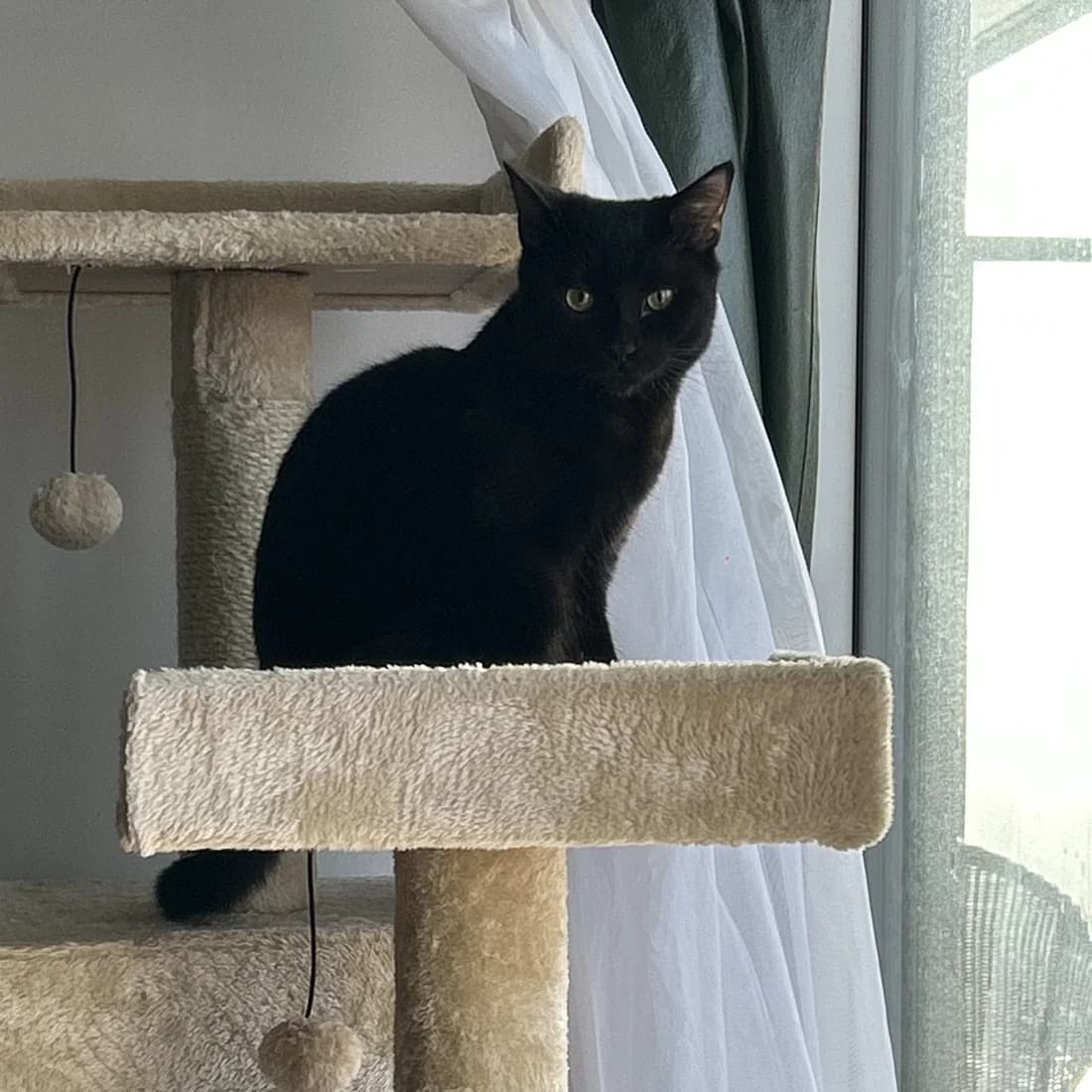 A black cat standing on a beige cat tree beside a window.