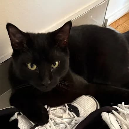 A black cat resting beside a toy on the floor at home.