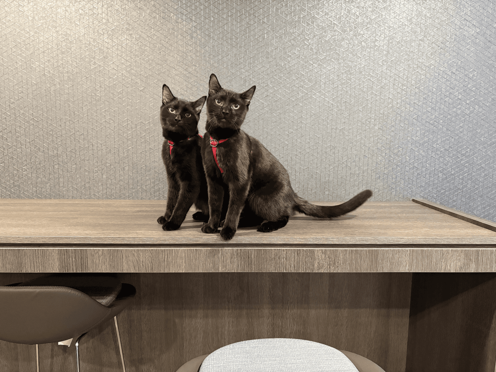 Two black cats sitting together against a textured wall.