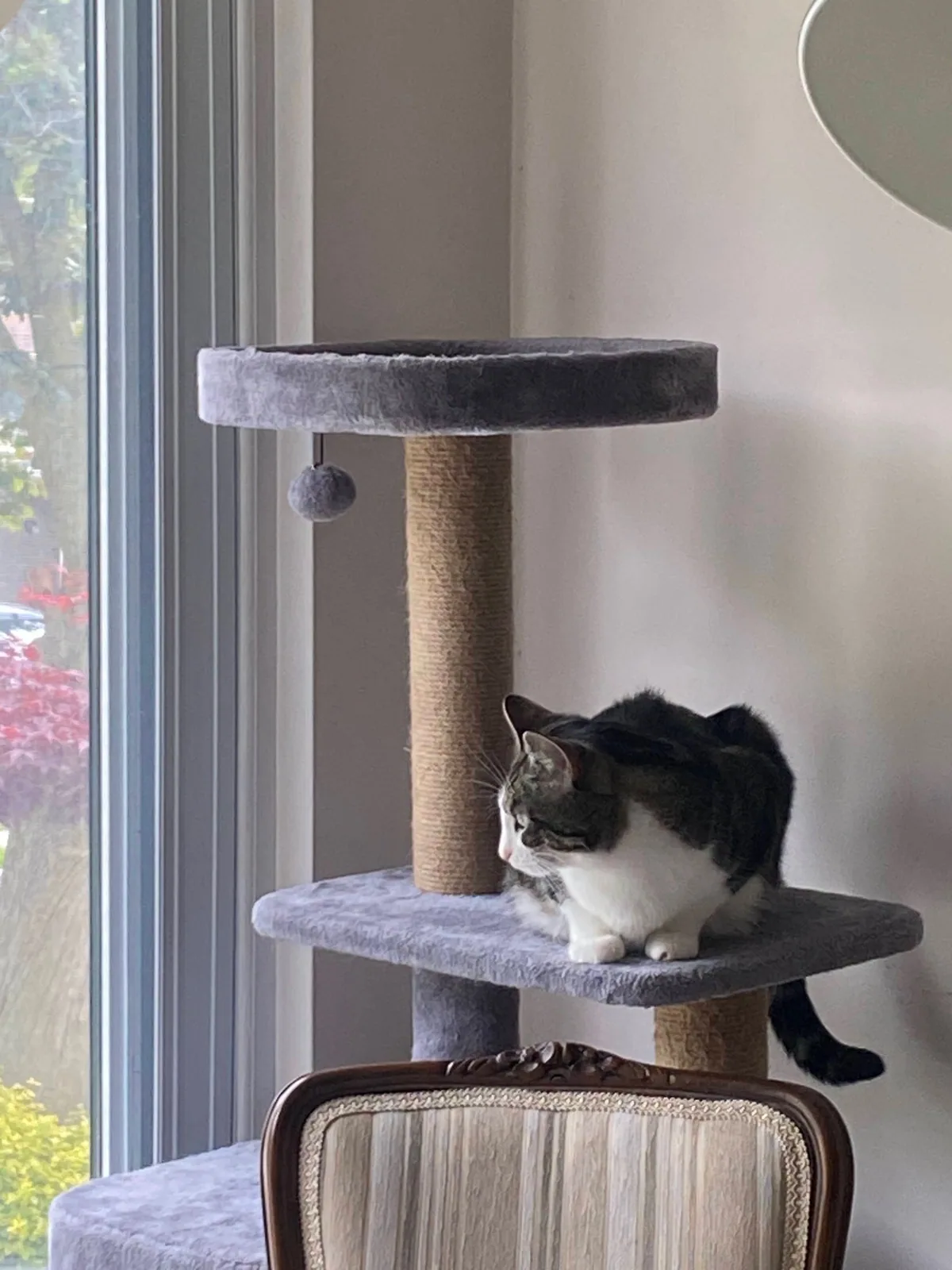 A cat resting on a tall cat tree beside a sunlit window.