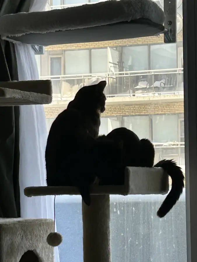 A cat sitting alert on a window ledge indoors.