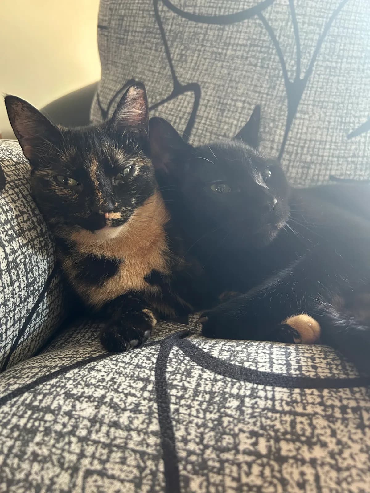 Two cats resting calmly together on a favourite chair.