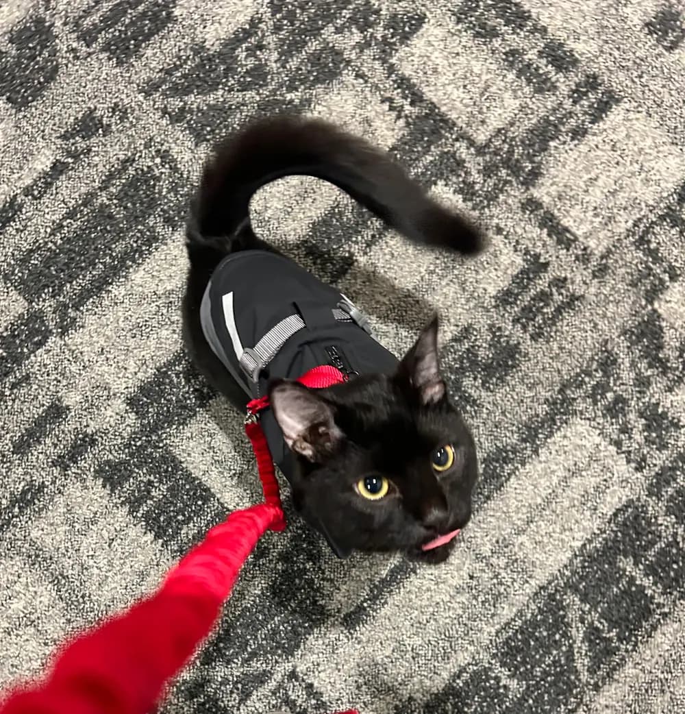 A confident cat in a walking harness on the floor indoors