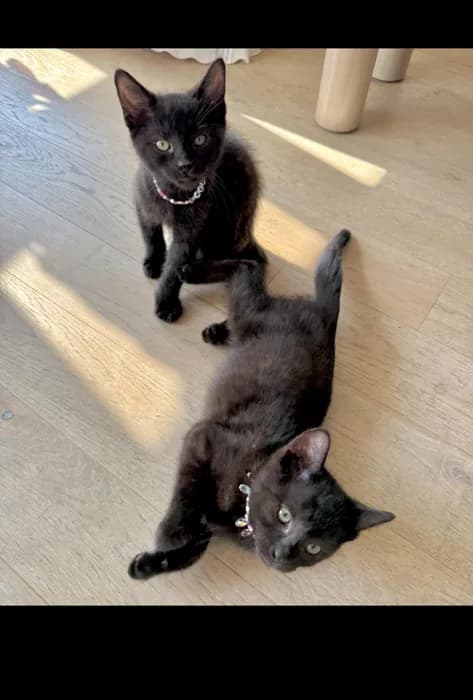 Two young black kittens on a sunlit floor at home