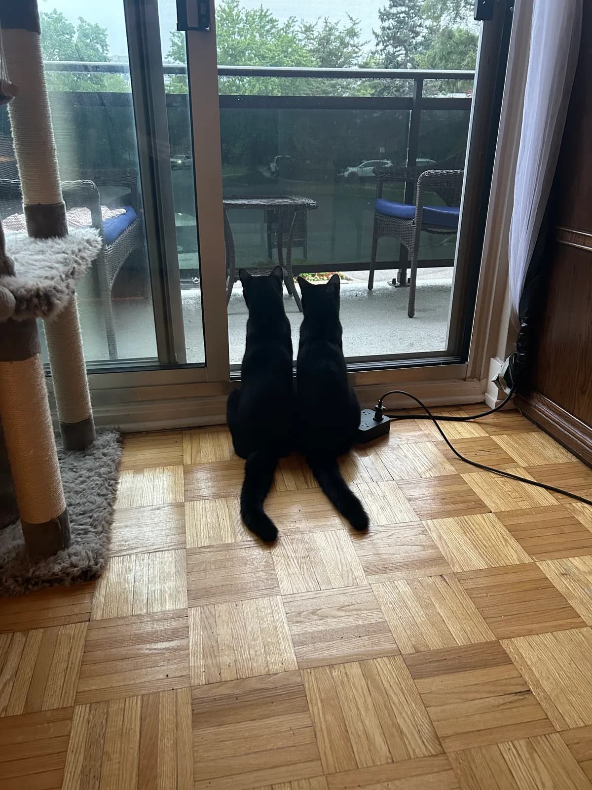 Two cats settling in together at a sunlit balcony door